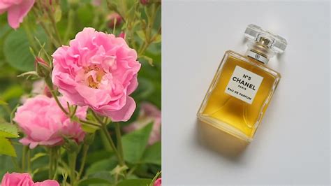 chanel no 5 schiphol|chanel no 5 ingredients.